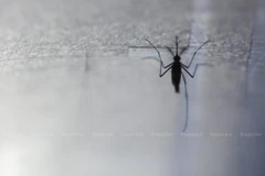 (Nguồn: bangkokpost.com)