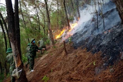Khống chế đám cháy rừng tại Nam Đàn, Nghệ An. (Ảnh: TTXVN phát)