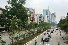 Những chiếc lá đầu tiên có dấu hiệu cho thấy việc hợp thổ nhưỡng của loài cây phong lá đỏ ở thủ đô. (Ảnh: Phương Linh/Vietnam+)