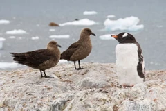 Lần đầu phát hiện trường hợp nhiễm cúm gia cầm tại vùng Nam Cực