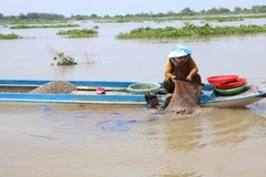 Mưu sinh mùa lũ muộn ở nơi đầu nguồn châu thổ sông Cửu Long 