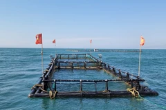 Ảnh minh họa. (Ảnh: Nguyễn Thành/TTXVN)