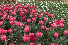 Hoa tulip. (Ảnh: Khánh Linh/TTXVN)