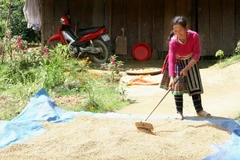 Ảnh minh họa. (Nguồn: TTXVN)