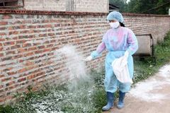 Rắc vôi bột ngăn ngừa dịch bệnh lây lan. ( Ảnh: Văn Đức/TTXVN)