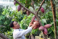 Thu hoạch ca cao. (Ảnh: Đình Huệ/TTXVN)