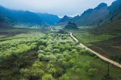 Cao nguyên Mộc Châu trong nắng ấm đầu Xuân. (Ảnh: Trọng Đạt/TTXVN)