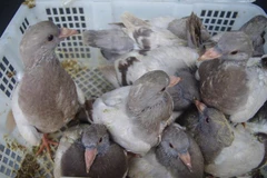 Trên 2.000 con chim bồ câu non khoảng 10 ngày tuổi, tình trạng còn yếu, một số con đã chết. (Ảnh: TTXVN phát)