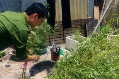 Nhổ bỏ cần sa trồng trái phép. Ảnh minh họa. (Nguồn: TTXVN)