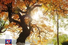 [Video] Hàng loạt địa danh của Việt Nam được thế giới ca ngợi năm 2018