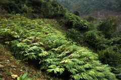 Cây Sa nhân. (Ảnh: Hữu Quyết/Vietnam+)