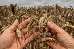 Cánh đồng lúa mì tại Godewaersvelde, Pháp. (Nguồn: AFP/TTXVN)
