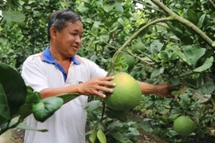  Ông Phạm Hoàng Minh bên vườn bưởi đang cho thu hoạch. (Ảnh: Minh Trí/TTXVN)