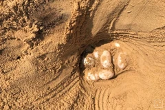 [Video] Phát hiện trứng rùa cực kỳ quý hiếm tại Campuchia