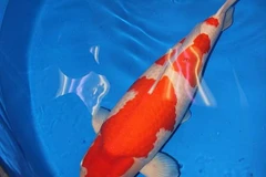 [Video] Ngắm chú cá chép Koi dài hơn 1m đắt giá nhất thế giới