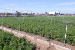 Hệ thống tưới tiết kiệm phun mưa cho hoa màu trên vùng đất cát ở xã An Hải, huyện Ninh Phước, tỉnh Ninh Thuận. (Ảnh: Nguyễn Thành/TTXVN)