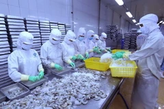 Chế biến tôm xuất khẩu tại nhà máy của Công ty Cổ phần thủy sản Minh Phú Hậu Giang. (Ảnh: Vũ Sinh/TTXVN)