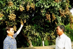 Nông dân sản xuất cây ăn trái đã nhận thức phải sản xuất sạch.(Ảnh: Đức Nhung/TTXVN)