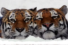 Hổ Amur tại vườn bách thú ở St.Petersburg, Nga. Ảnh minh họa. (Nguồn: AFP/TTXVN)