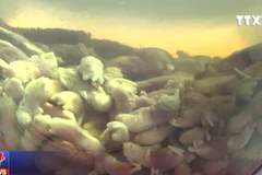 [Video] Rùng mình với triển lãm các món ăn kinh dị tại Mỹ