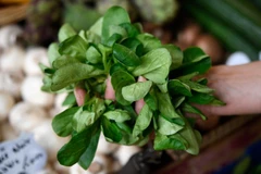 Rau diếp cừu. (Nguồn: Yahoo News)