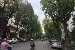 Hàng cây trên đường Trần Hưng Đạo (Trong đó có sưa đỏ). (Ảnh Nguyễn Dũng/TTXVN)