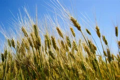 Lúa mì trên cánh đồng tại Tioga, Bắc Dakota, Mỹ. (Nguồn: AFP/TTXVN)