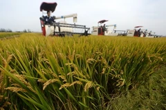 Ảnh minh họa. (Nguồn: AFP/TTXVN)