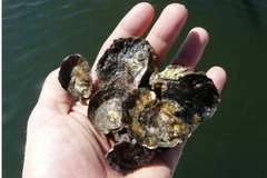 Có đến 99% diện tích rạn san hô hình thành từ sinh vật vỏ cứng tại Australia đã biến mất. (Nguồn: AFP)