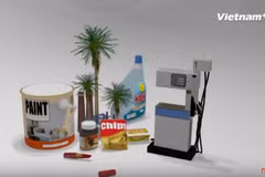 [Videographics] Mặt trái ghê gớm của dầu cọ với vấn đề môi trường