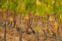 Một vườn nho khô hạn. (Nguồn: 123rf.com)