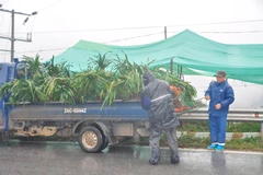 Các chủ vườn địa lan ở Sa Pa chuyển lan xuống vùng thấp tránh rét. (Ảnh: Hồng Ninh/TTXVN )