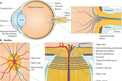 (Nguồn: nature.com)
