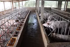 Đàn lợn chuẩn bị xuất chuồng của một hộ chăn nuôi tại Bạc Liêu. (Ảnh: Huỳnh Sử/TTXVN)