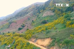 [Video] Ngây ngất với thảm hoa dã quỳ vàng rực núi đồi Điện Biên
