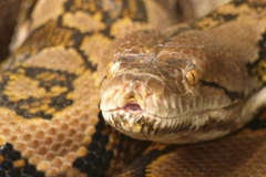 [Video] Thanh niên 20 tuổi bị con trăn nuôi 7 tuổi quấn chết? 