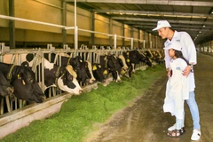 Bé Chip - cô con gái lớn của diễn viên Mạnh Trường hớn hở khi chứng kiến "cuộc sống" hạnh phúc của đàn bò ở "Resort". (Ảnh: CTV)