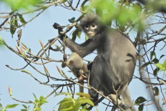 Khỉ Popa. (Nguồn: AFP/Getty Images)