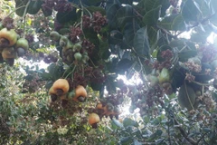 Người dân thu hái, bán điều tại huyện biên giới Bù Gia Mập. (Ảnh: K GỬIH/TTXVN)