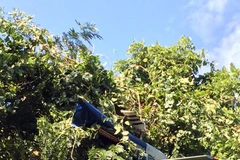 Mảnh vỡ máy bay bị rơi. (Nguồn: dailyprogress.com)