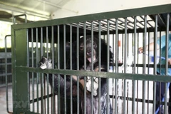 Hươu chuột (cheo leo lưng bạc) hiện chỉ được ghi nhận duy nhất tại Việt Nam, ảnh chụp ngày 19/5/2018. (Ảnh minh họa: AFP/TTXVN)