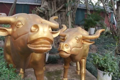 Cặp tượng trâu vàng trong đền Kim Ngưu phủ Tây Hồ. (Ảnh: Minh Anh/Vietnam+)