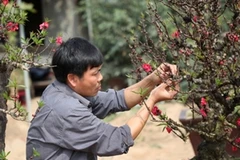 Nghệ nhân Lê Hàm bên gốc đào Thất Thốn (Ảnh: ChiLê/Vietnam+)