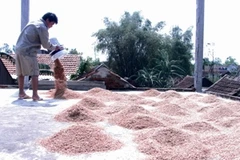 Người dân cứu thóc ướt sau lũ (Ảnh: Xuân Dũng)