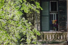 Cứ vào mỗi dịp cuối tháng Hai, đầu tháng Ba, khi thời tiết vẫn còn vương vất những chút lạnh lúc giao mùa cũng là lúc hoa sưa bắt đầu nở trắng những góc phố, con ngõ của Thủ đô. (Ảnh: Minh Sơn/Vietnam+)