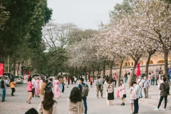 Cuối tháng 2, khi tiết trời còn vương vất chút lạnh cũng là lúc hoa ban Tây Bắc bung nở trên các con đường, góc phố Hà Nội. (Ảnh: Minh Sơn/Vietnam+)