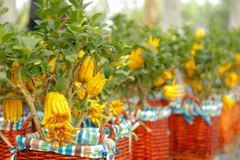 Ảnh minh họa. (Nguồn: Vietnam+)