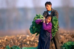 Ảnh chỉ có tính minh họa. (Nguồn: cargill.com)