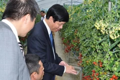 Đại sứ Nguyễn Quốc Cường thăm trang trại trồng cà chua bi. (Ảnh: Gia Quân/Vietnam+)