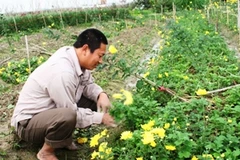 Người nông dân "khóc" bên những luống hoa nở quá sớm (Ảnh: Xuân Dũng/Vietnam+)